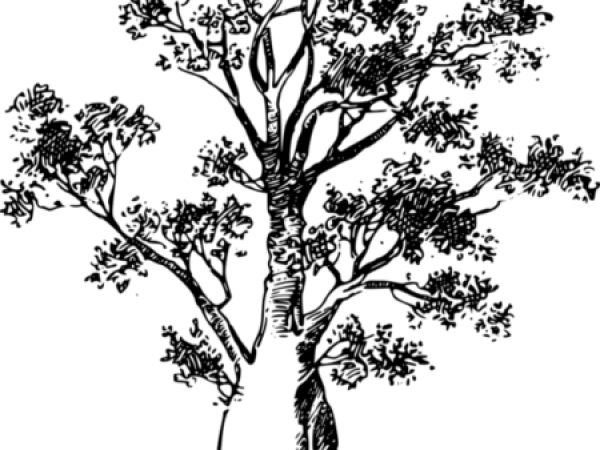 africa-1296896_1280